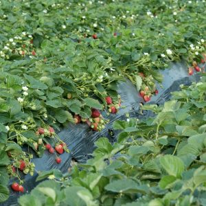 Strawberry in field